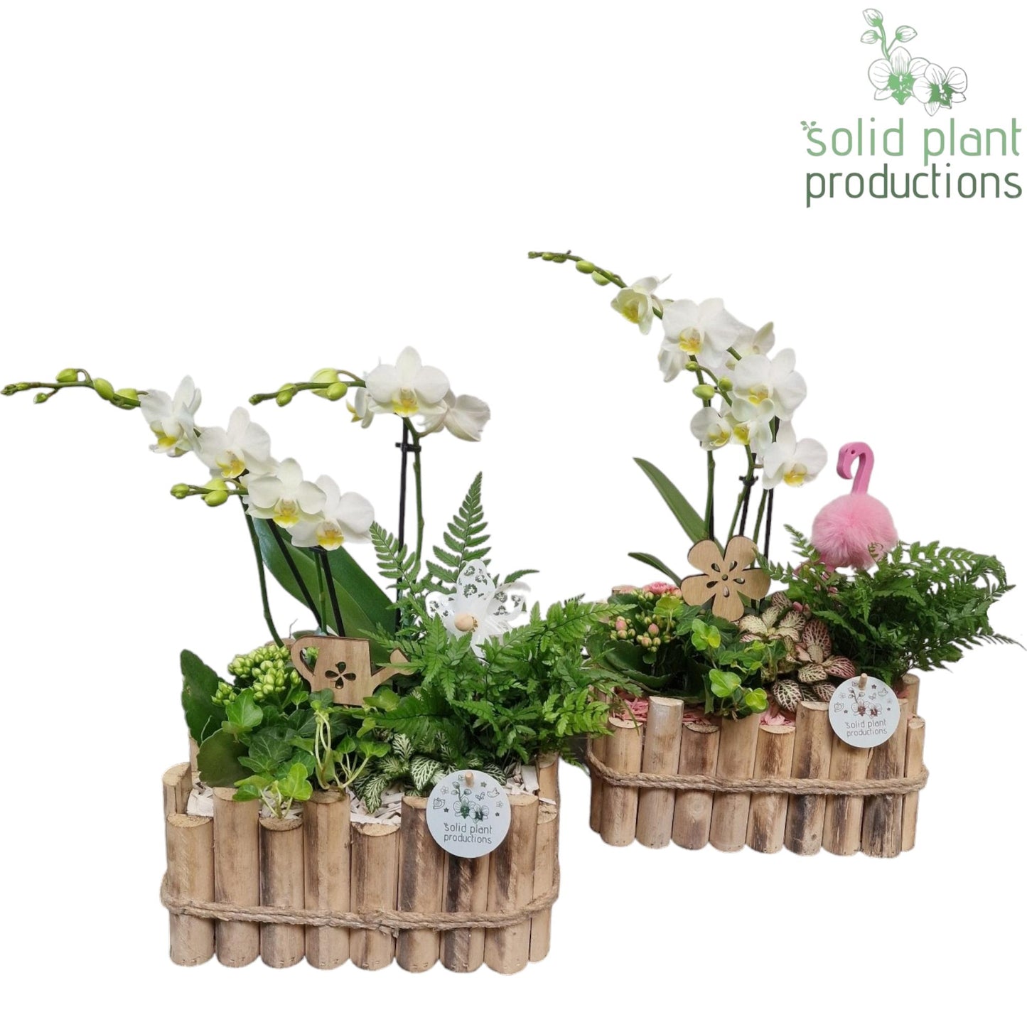 Solid Plant Productions HPH008 Verona Large White/Pink Mix Pack of 2