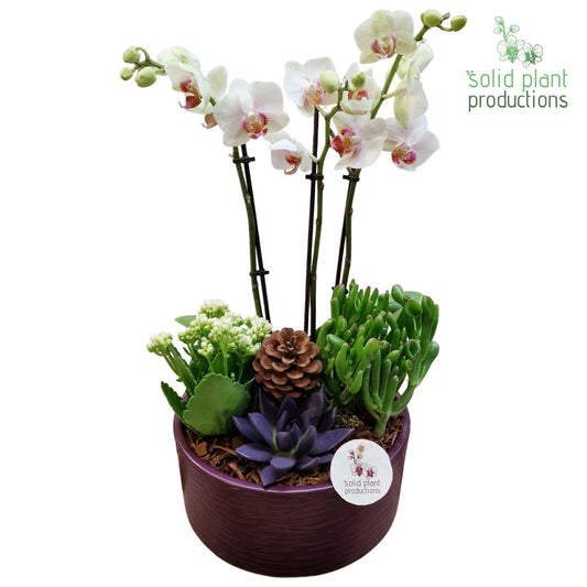 PE004 Stella Purple Echeveria 45cm 22cm Pot