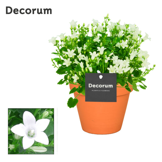 Campanula Porto White 22cm 13cm Pot