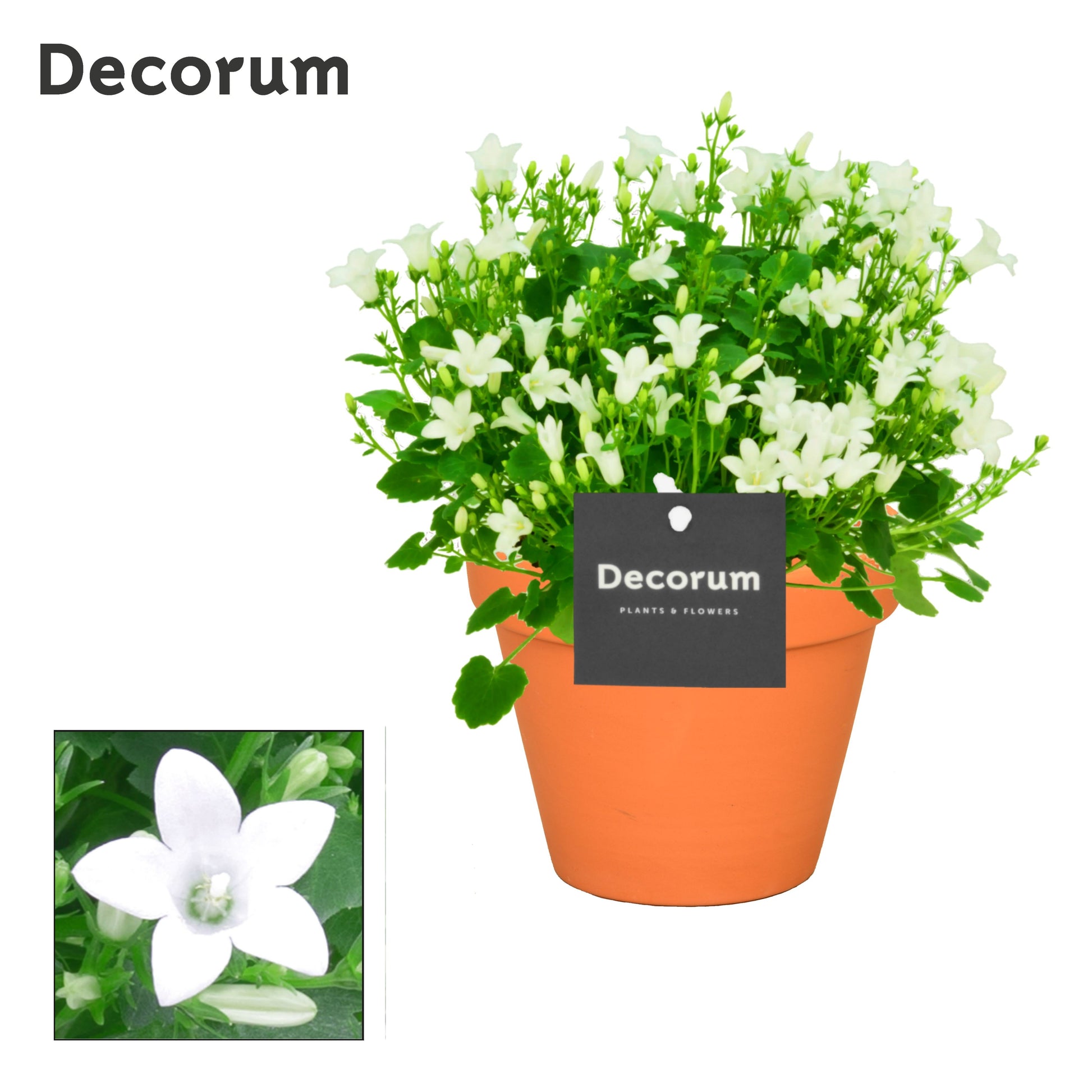 Campanula Porto White 22cm 13cm Pot