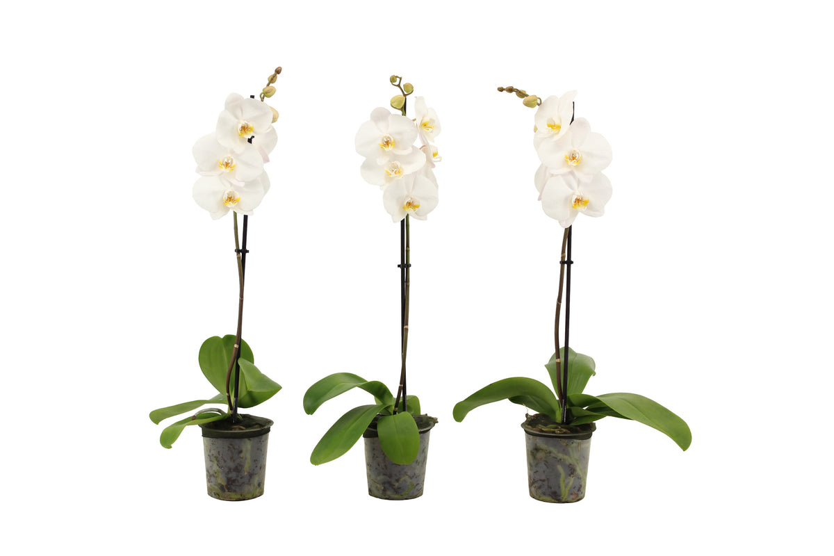 Phalaenopsis white 60cm 12cm Pot