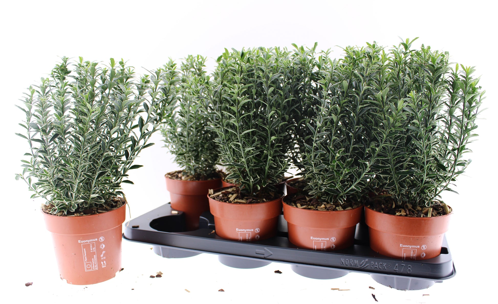 Euonymus japonicus Microphyllus Albovariegatus 40cm 13cm Pot