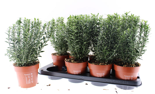 Euonymus japonicus Microphyllus Albovariegatus 40cm 13cm Pot