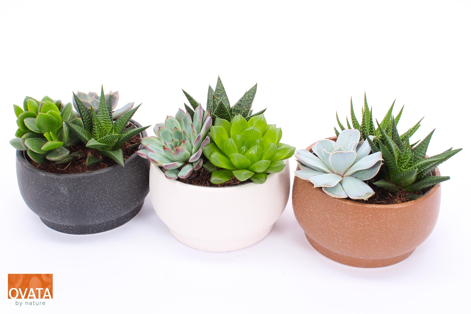Succulent mix 12cm 15cm Pot