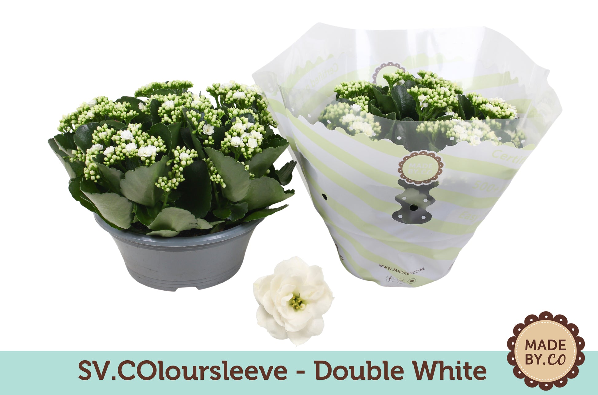 SV.CO Kalanchoe double white Pack of 3