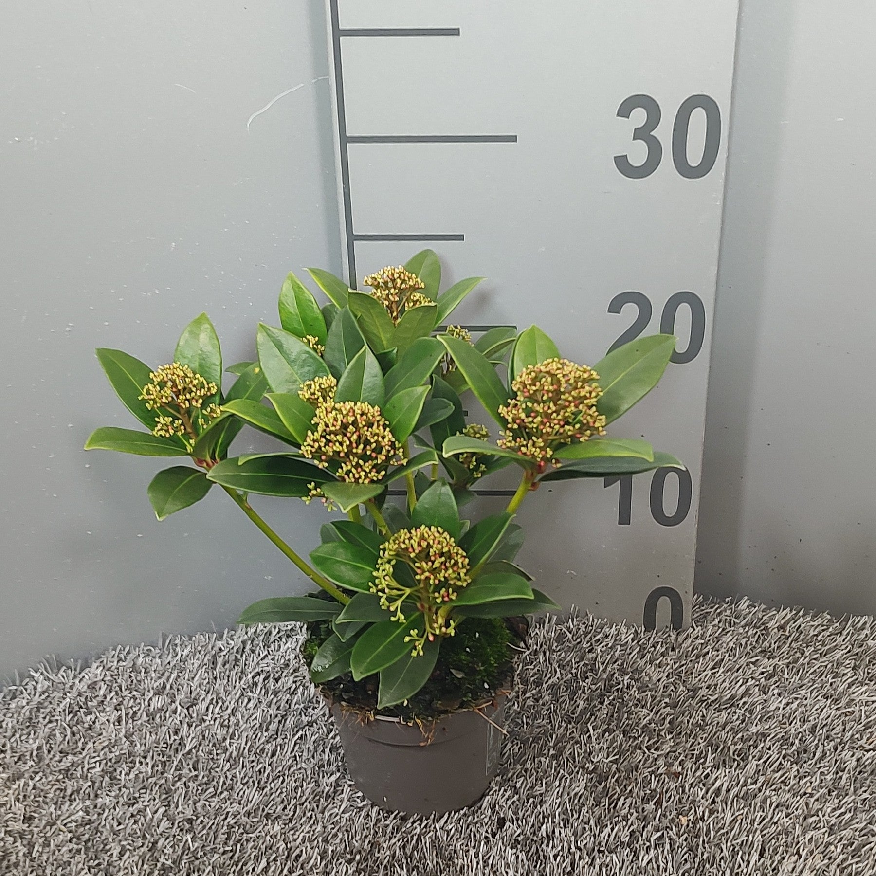 Skimmia japonica Pink Dwarf 25cm 510cm Pot
