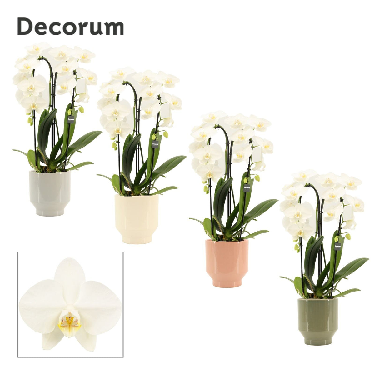 Phalaenopsis white 55cm 12cm Pot