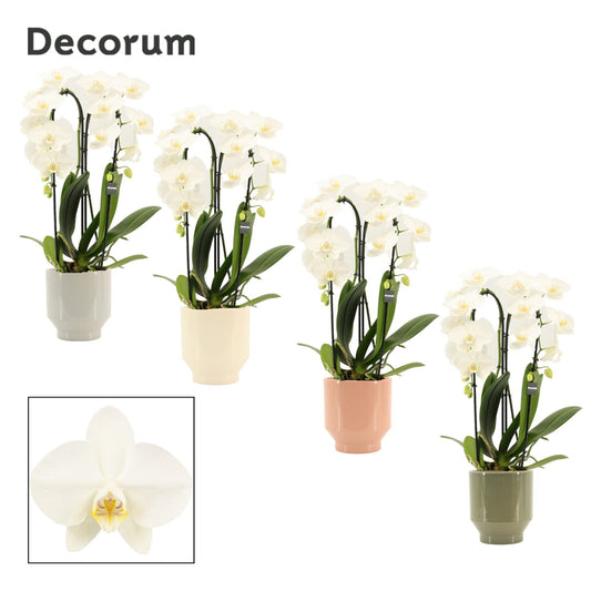 Phalaenopsis white 55cm 12cm Pot