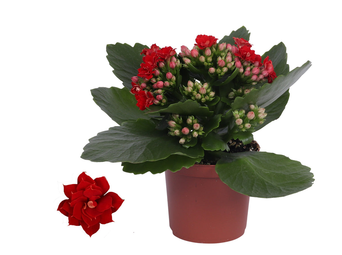 Kalanchoe Rosalina Don Justino 15cm 7cm Pot