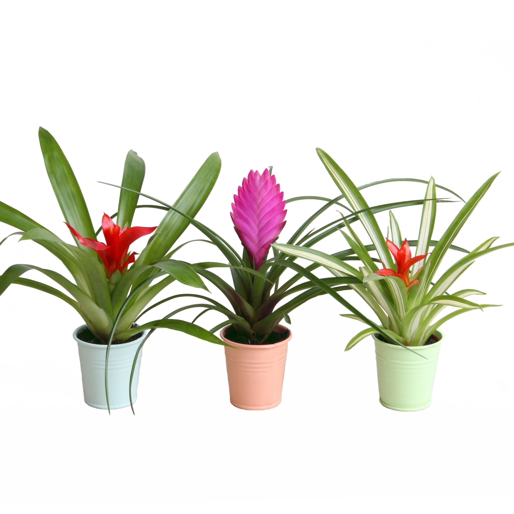 Bromelia mix 25cm 7cm Pot