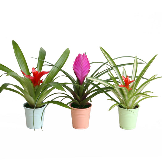 Bromelia mix 25cm 7cm Pot