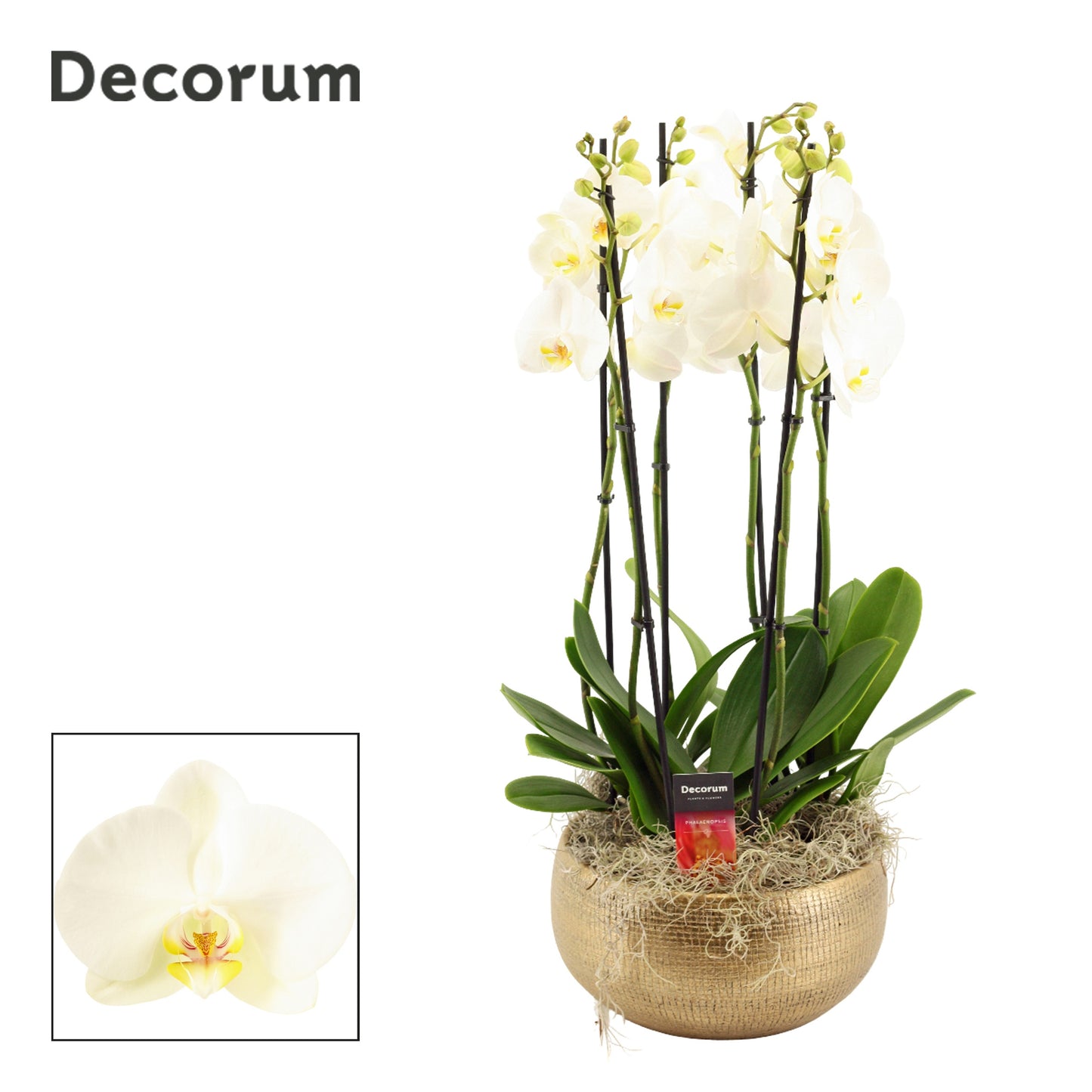 Phalaenopsis white 65cm 27cm Pot