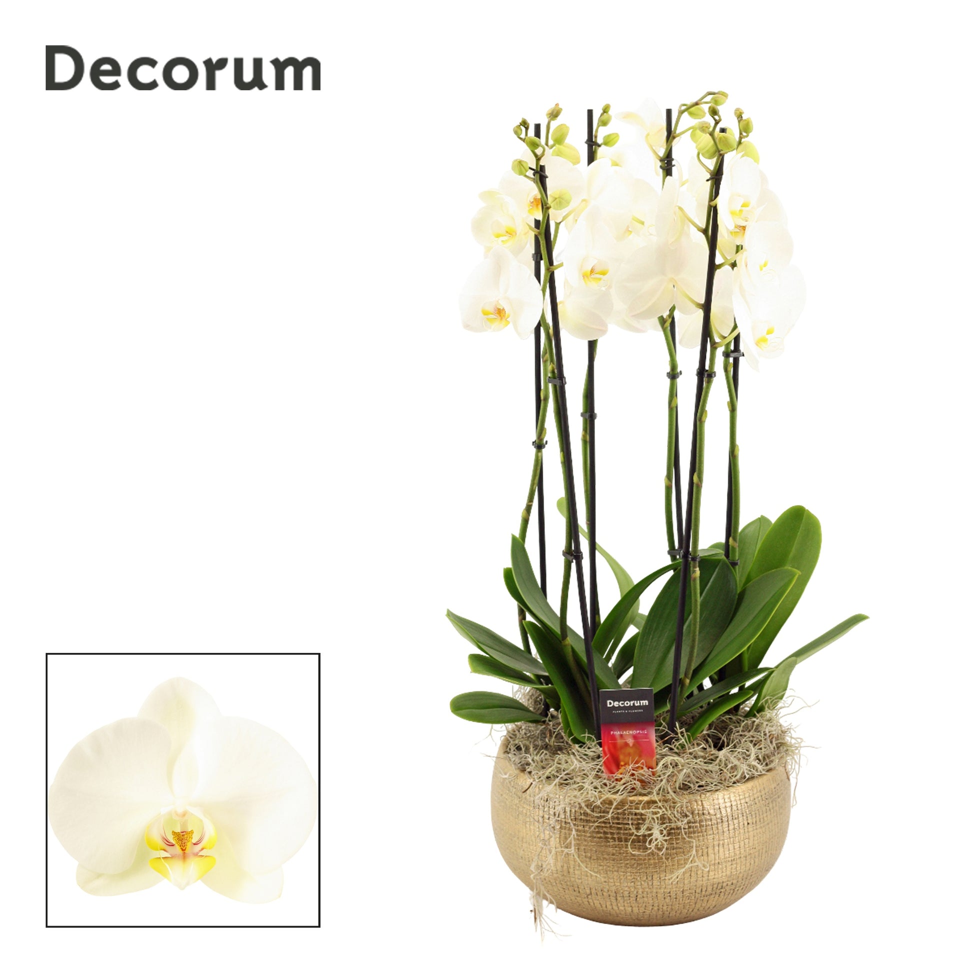 Phalaenopsis white 65cm 27cm Pot