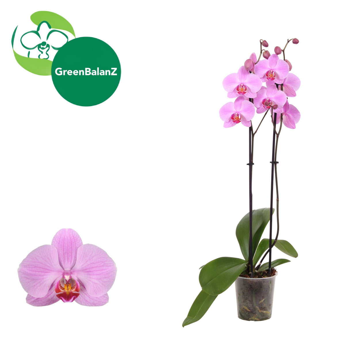 Phalaenopsis Pittsburgh 55cm 12cm Pot