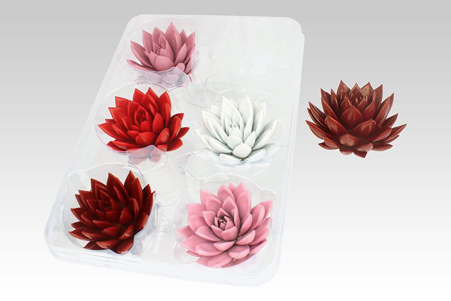 Echeveria Love mix 5cm 999cm Pot