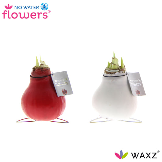 Hippeastrum Waxz Kolibri mix 15cm 998cm Pot
