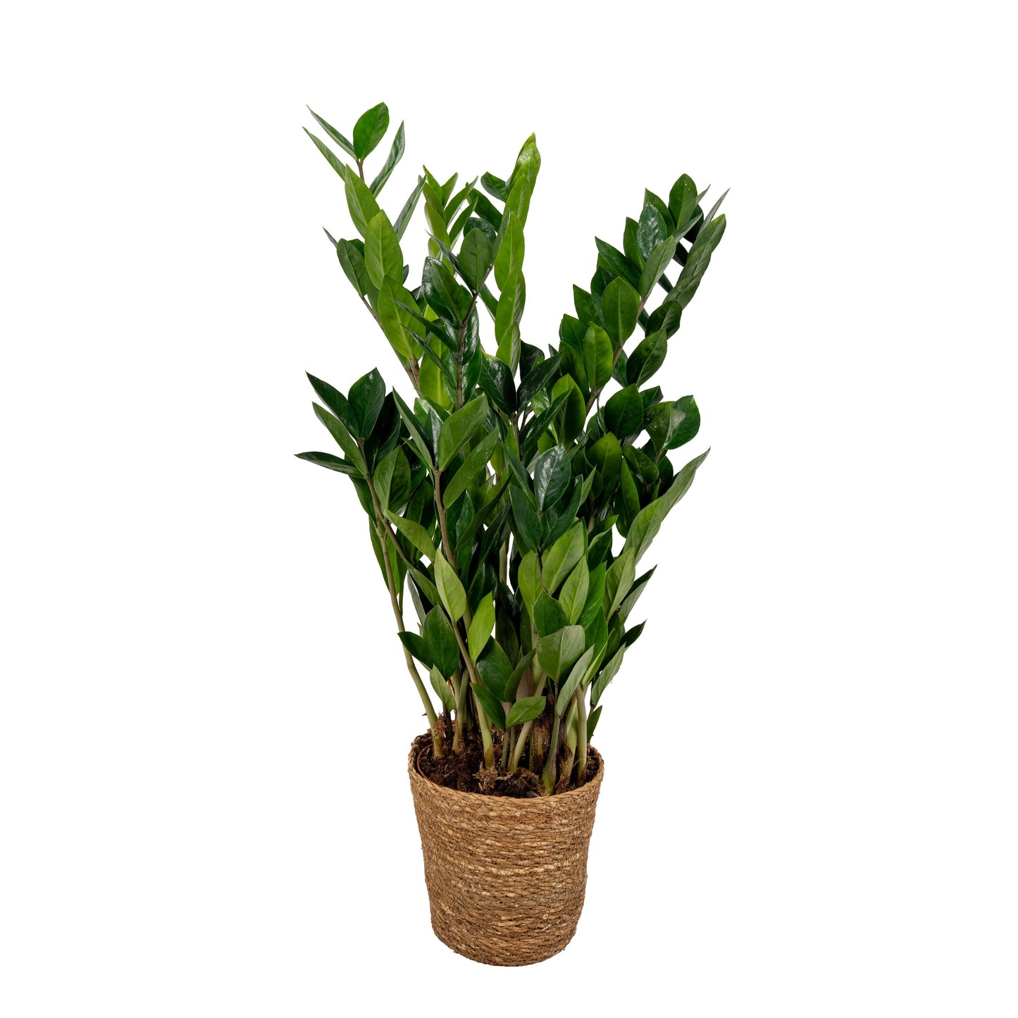 Zamioculcas zamiifolia 70cm 17cm Pot