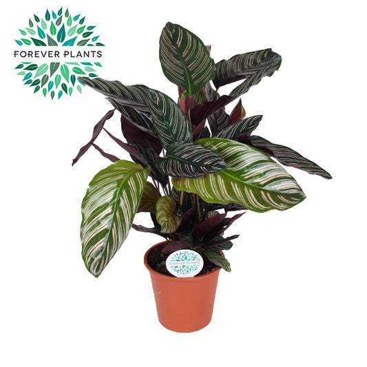 Calathea Hybrid 50cm 17cm Pot