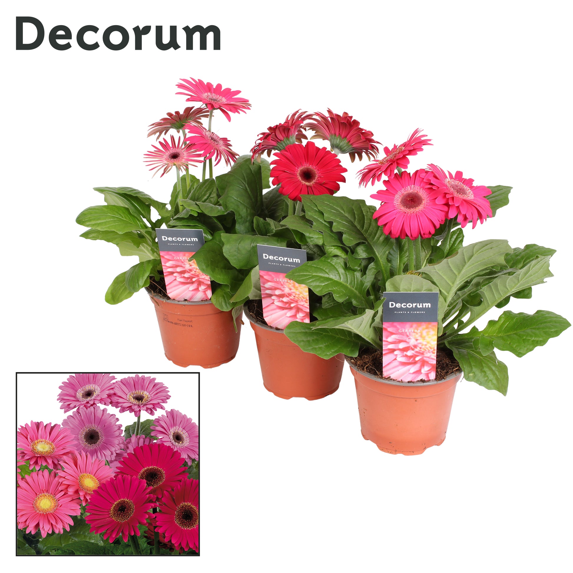 Gerbera purple decorum 22cm 12cm Pot