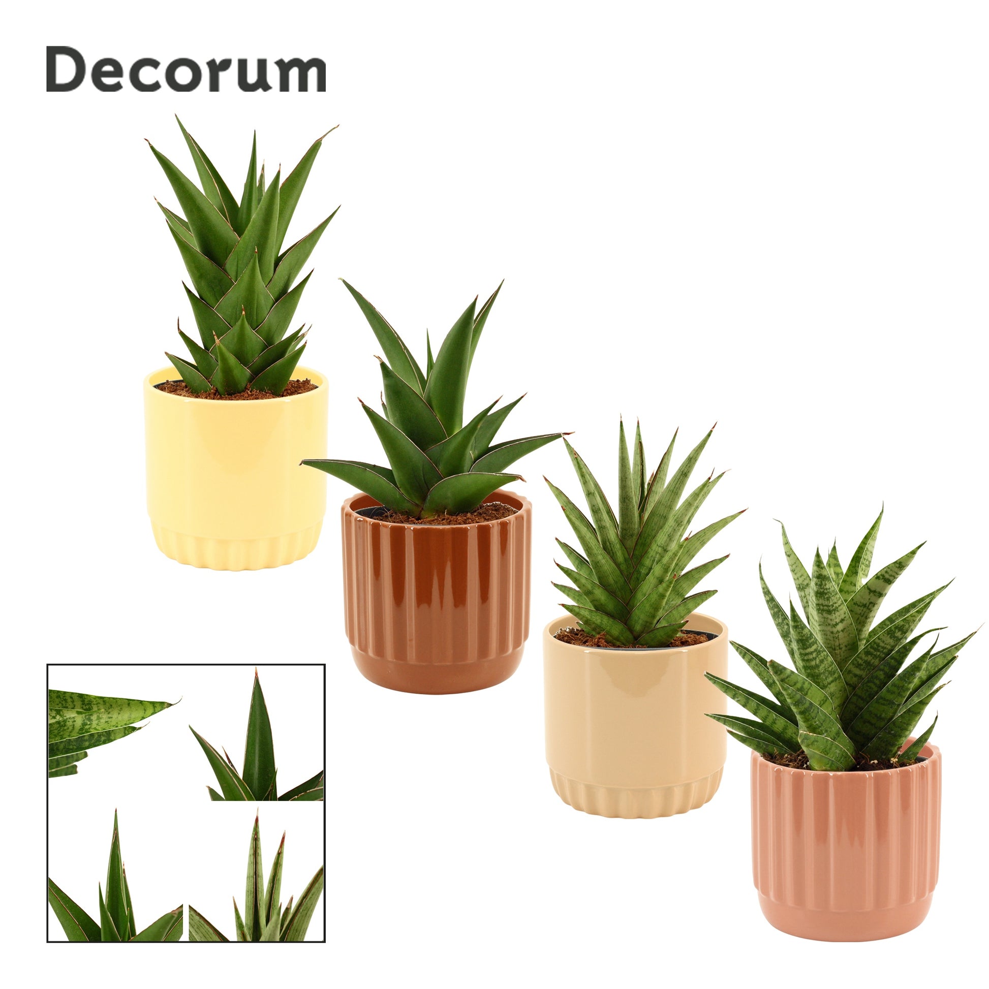 Sansevieria 25cm 12cm Pot