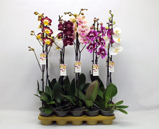 Phalaenopsis mix 75cm 12cm Pot