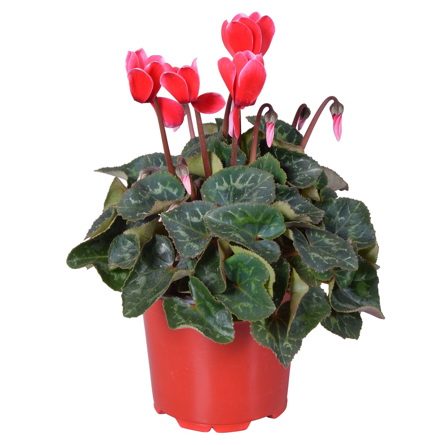 Cyclamen Allure Fuji 25cm 12cm Pot