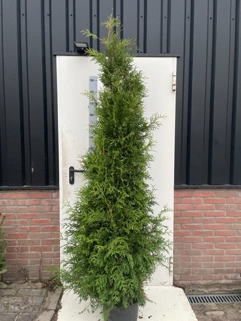Thuja occidentalis Brabant 634cm 31cm Pot