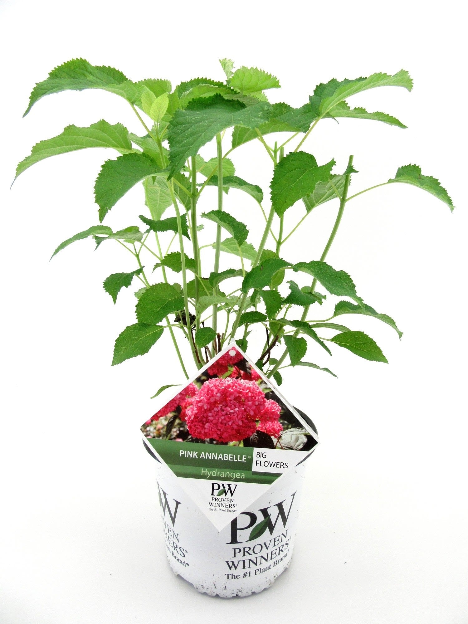 Hydrangea arborescens mix 40cm 19cm Pot