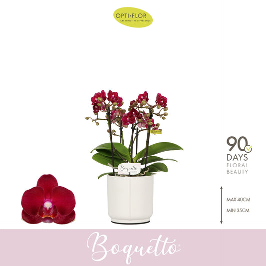Phalaenopsis red 35cm 12cm Pot