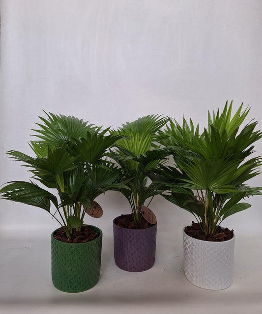 Livistona rotundifolia 50cm 17cm Pot