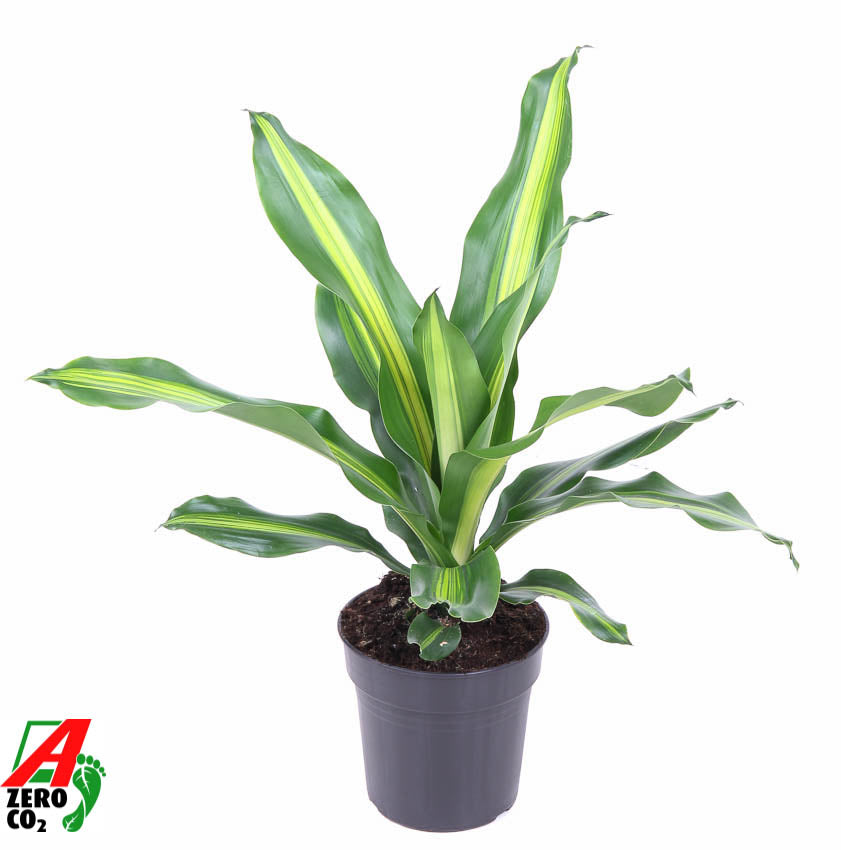 Dracaena fragrans Burley 60cm 17cm Pot