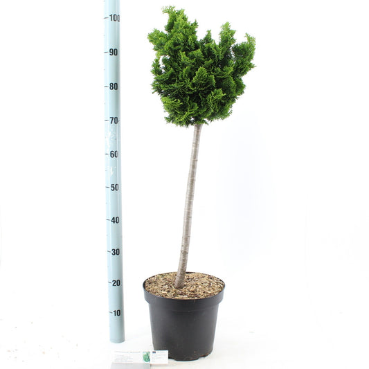 Chamaecyparis obtusa Nana Gracilis 90cm 26cm Pot