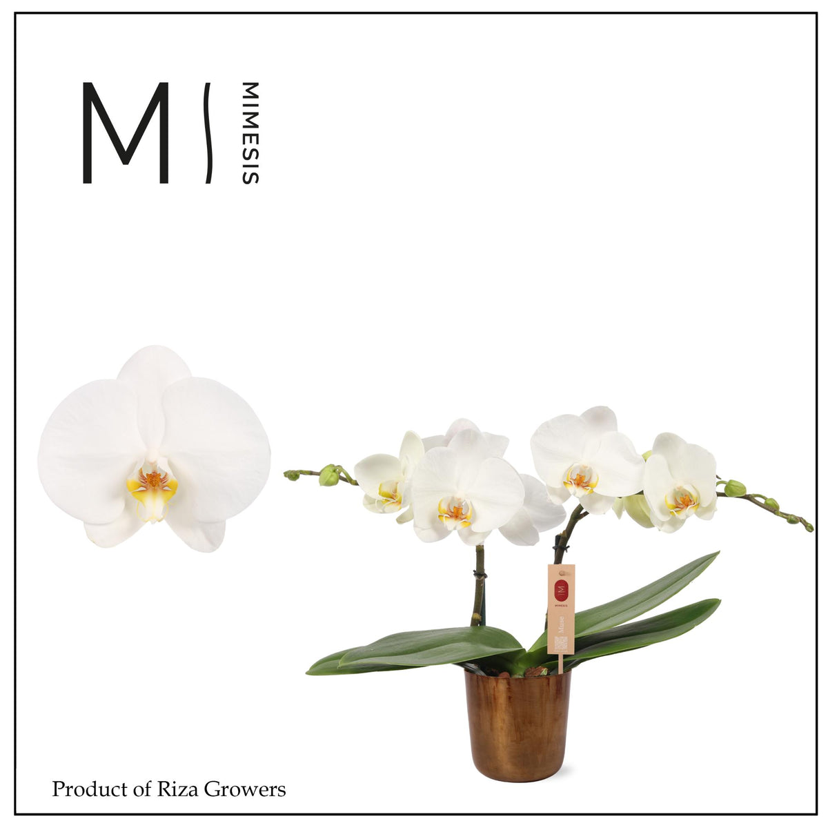 Phalaenopsis Spirit White 45cm 12cm Pot