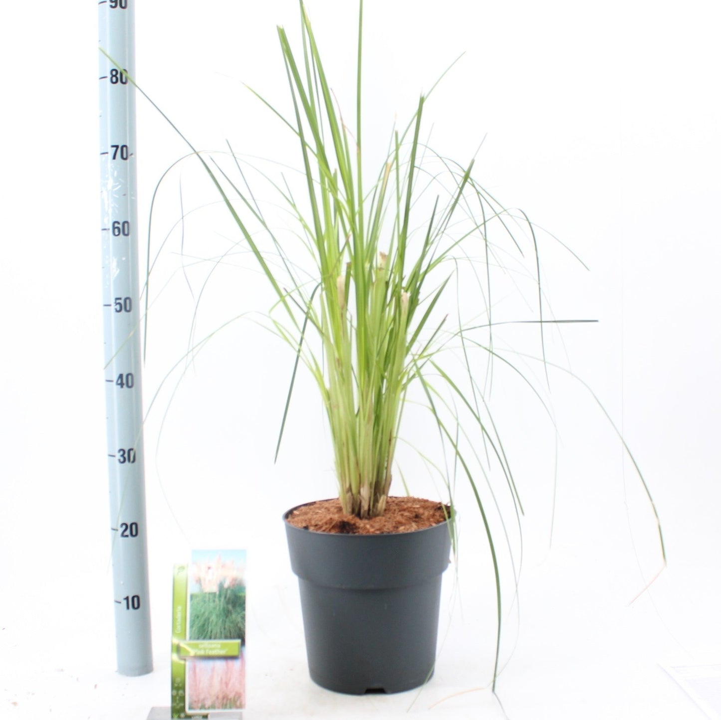 Cortaderia selloana 60cm 23cm Pot