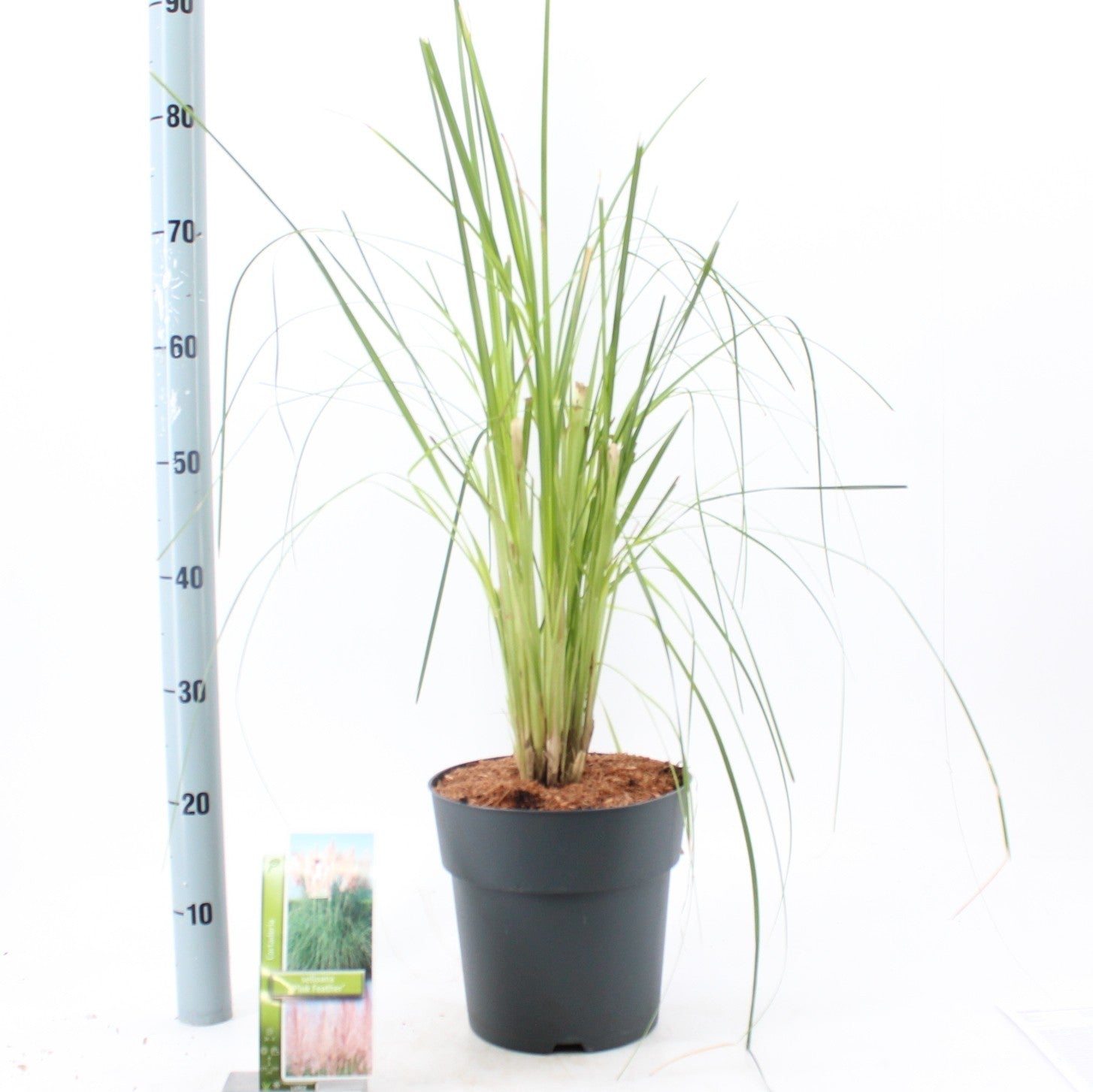 Cortaderia selloana 60cm 23cm Pot