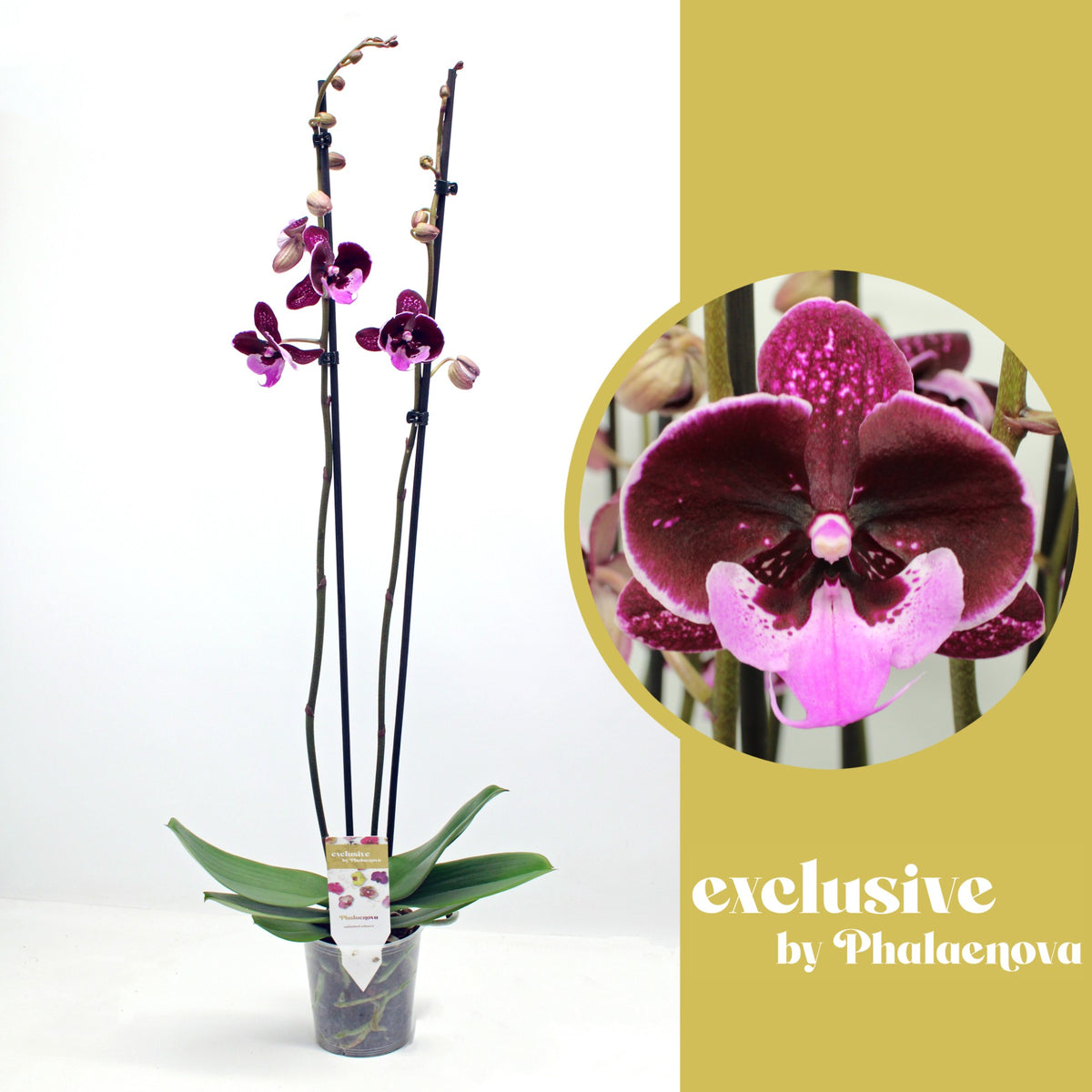 Phalaenopsis purple 80cm 12cm Pot