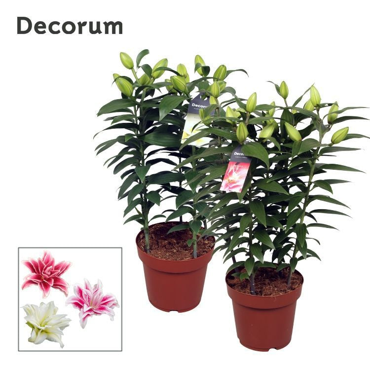 Lilium Roselily mix 55cm 19cm Pot