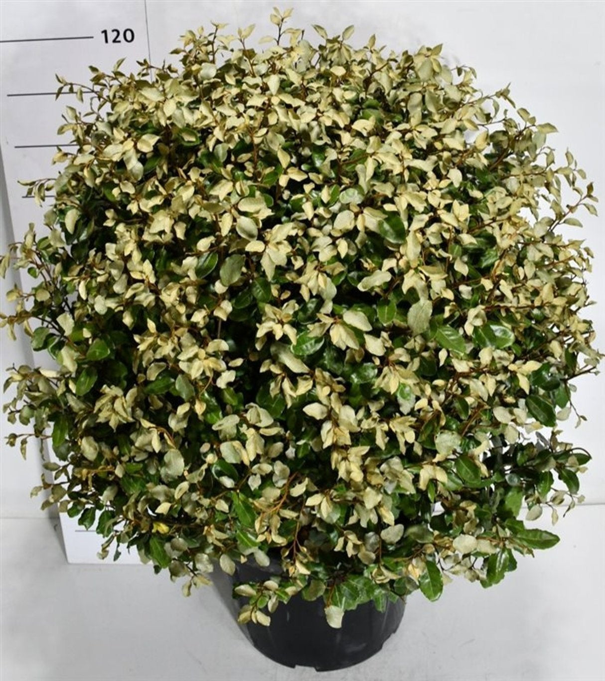Elaeagnus ebbingei 130cm 51cm Pot
