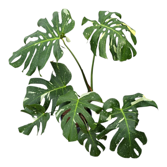 Monstera Thai Constellation 70cm 24cm Pot