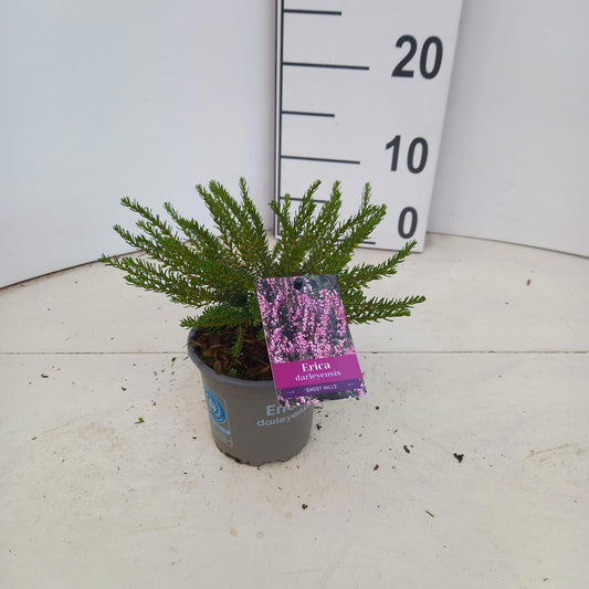 Erica Ghost Hills 10cm 10.5cm Pot