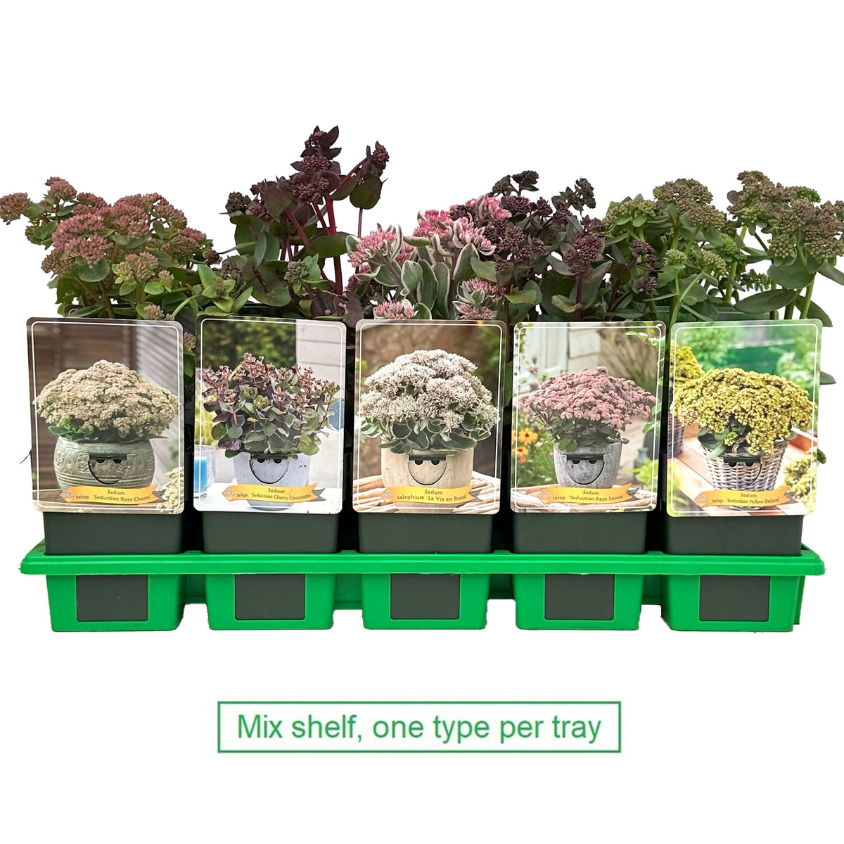 Sedum mix 25cm 11cm Pot
