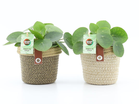 Pilea peperomioides 25cm 14cm Pot