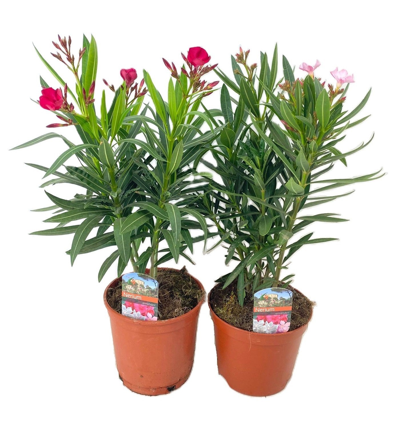 Nerium oleander mix 60cm 17cm Pot