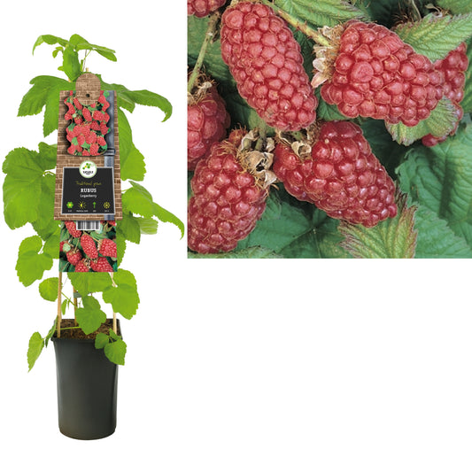 Rubus Loganberry (Raspberry x Blackberry hybrid) 75cm 17cm Pot