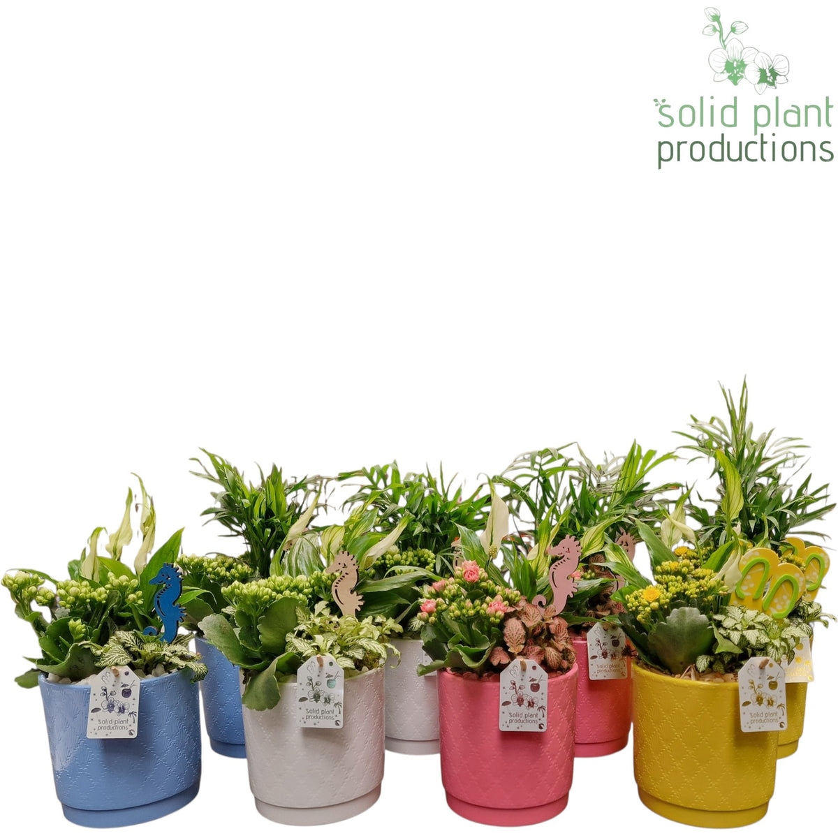 SC001 Amy Summer Mix 38cm 14cm Pot