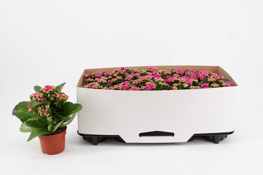 Kalanchoe Rosalina Geraldo Purple 23cm 10.5cm Pot