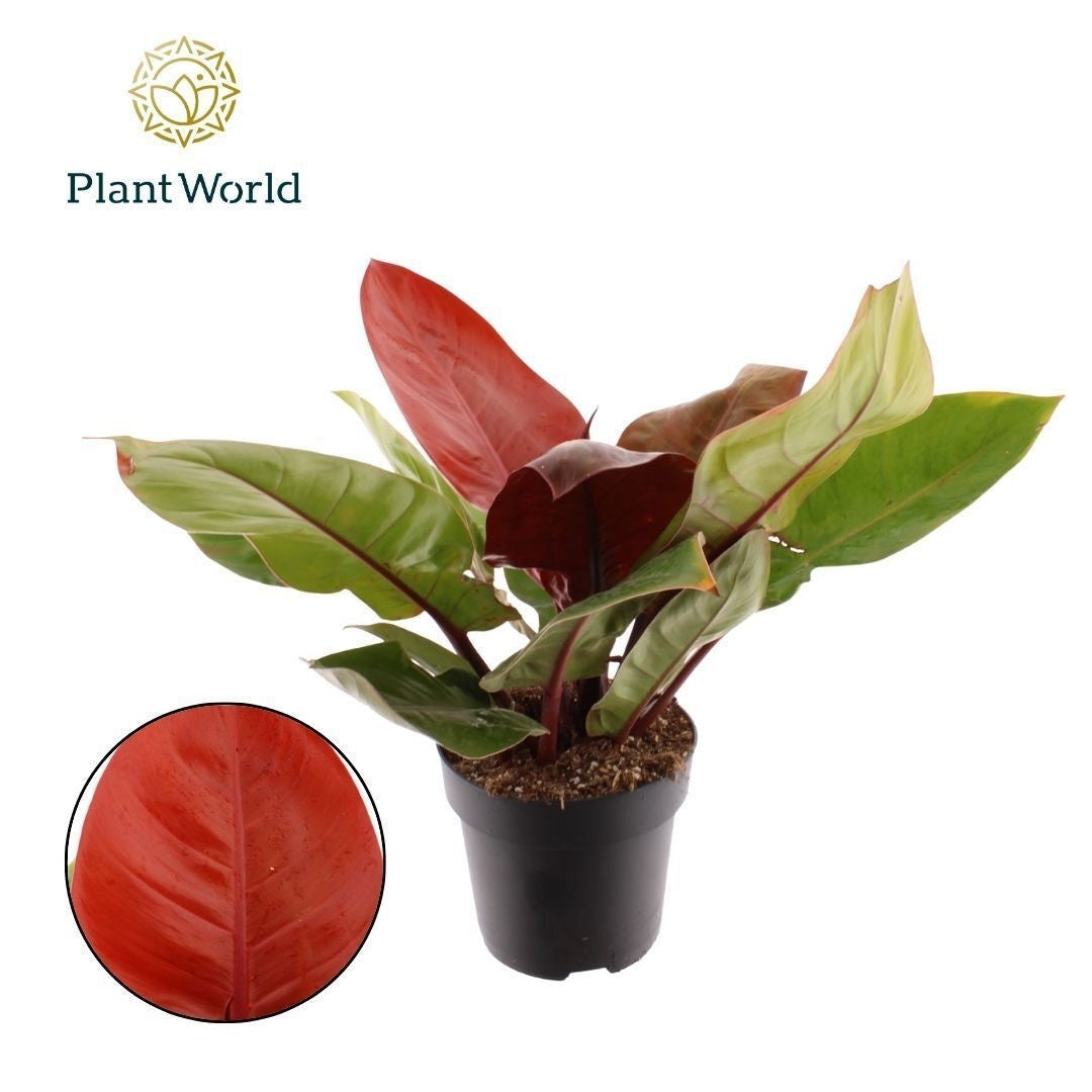 Philodendron Prince Of Orange 60cm 19cm Pot
