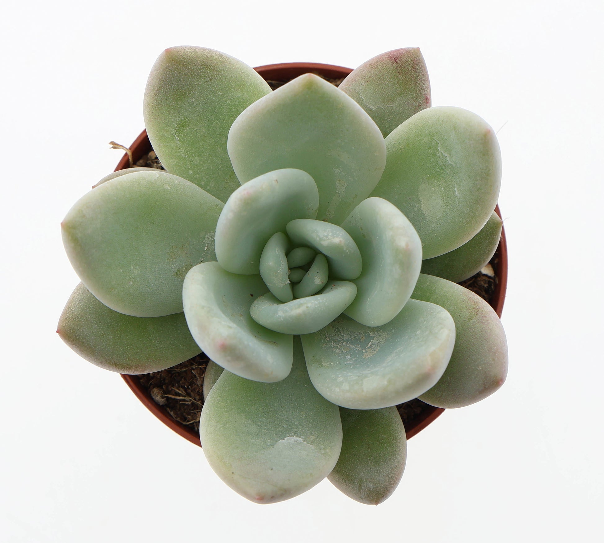 Euro Cactus Holland Bv Graptoveria Opalina Pack of 12