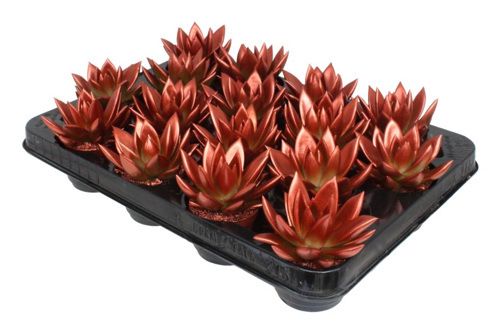 Echeveria Miranda 8cm 6cm Pot