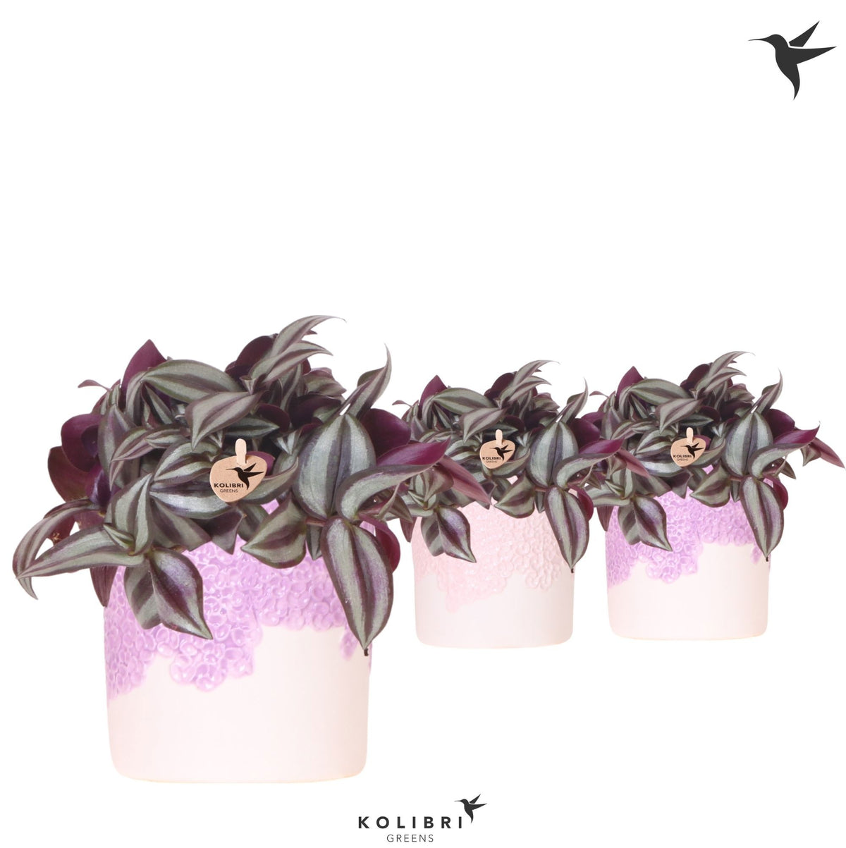 Tradescantia Violet Hill 19cm 9cm Pot